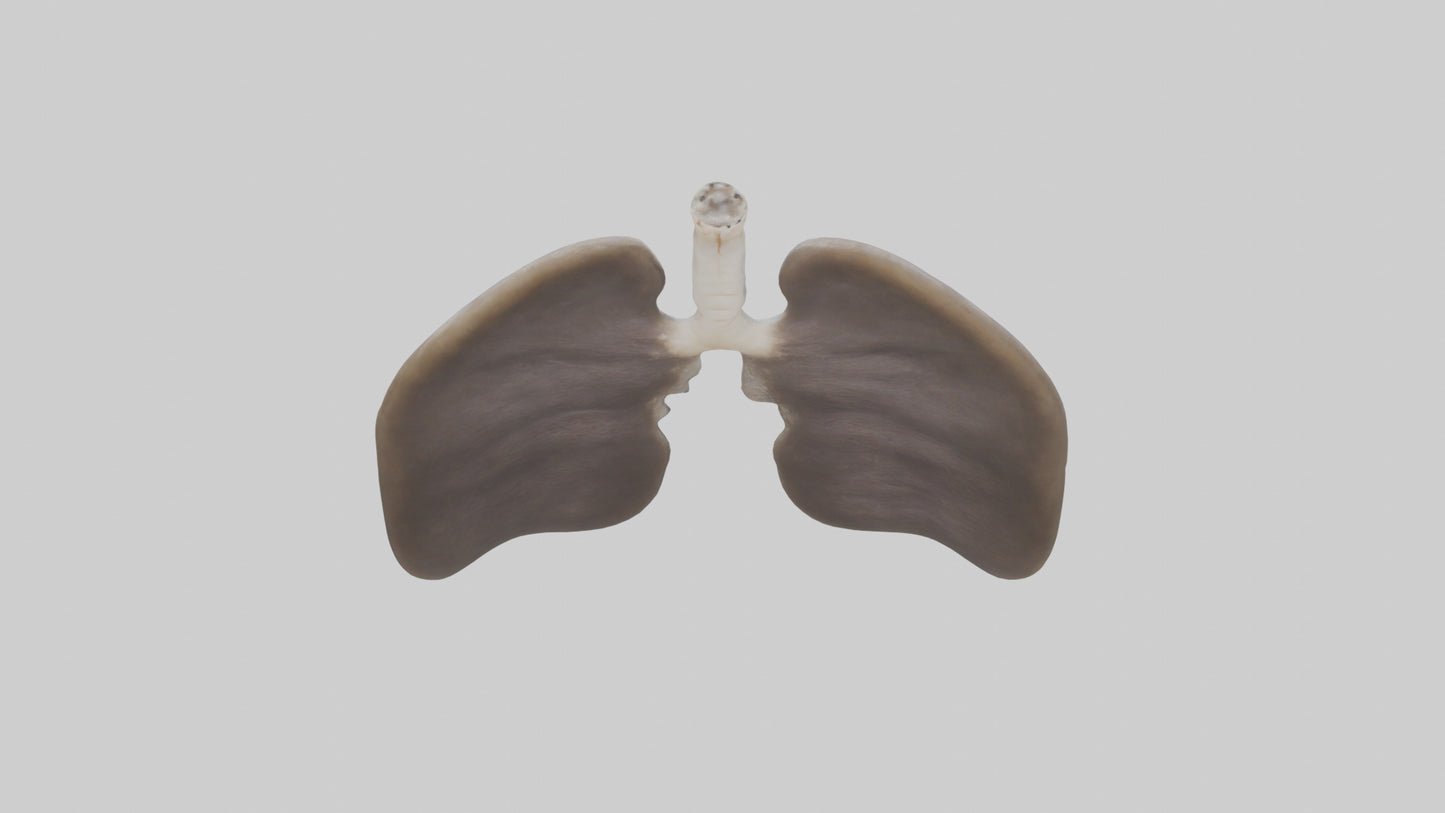 3D model Otter Lungs VR / AR / low-poly