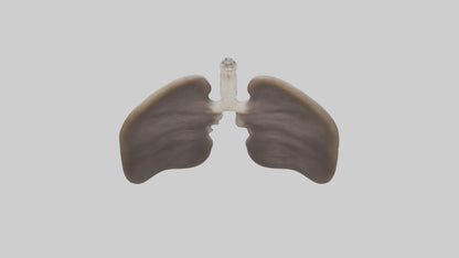 3D model Otter Lungs VR / AR / low-poly