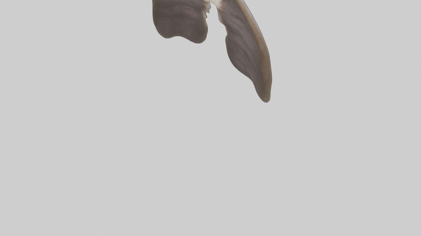 3D model Otter Lungs VR / AR / low-poly