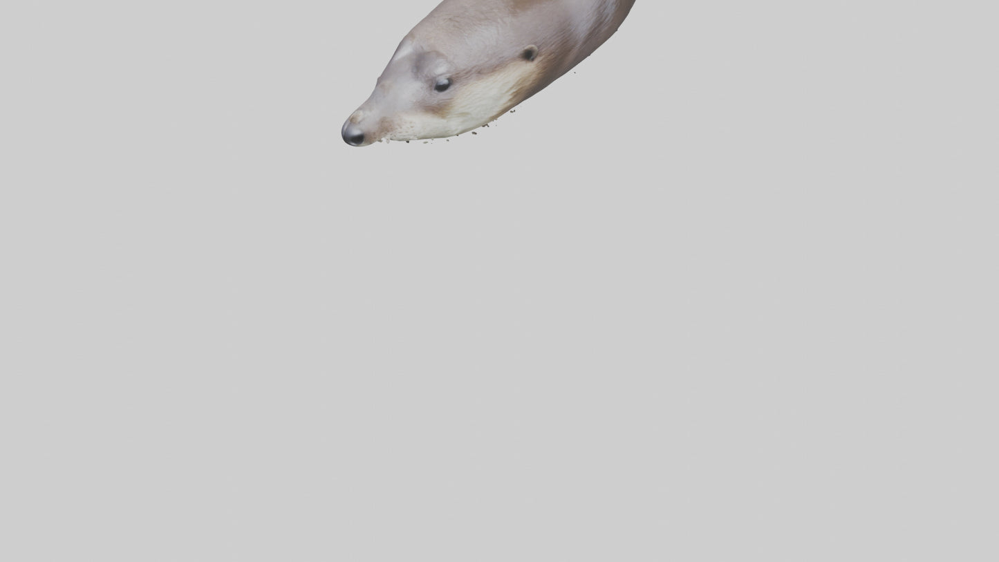 Otter Nose VR / AR / low-poly