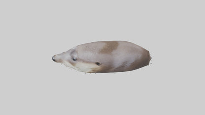 Otter Nose VR / AR / low-poly