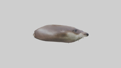 Otter Nose VR / AR / low-poly