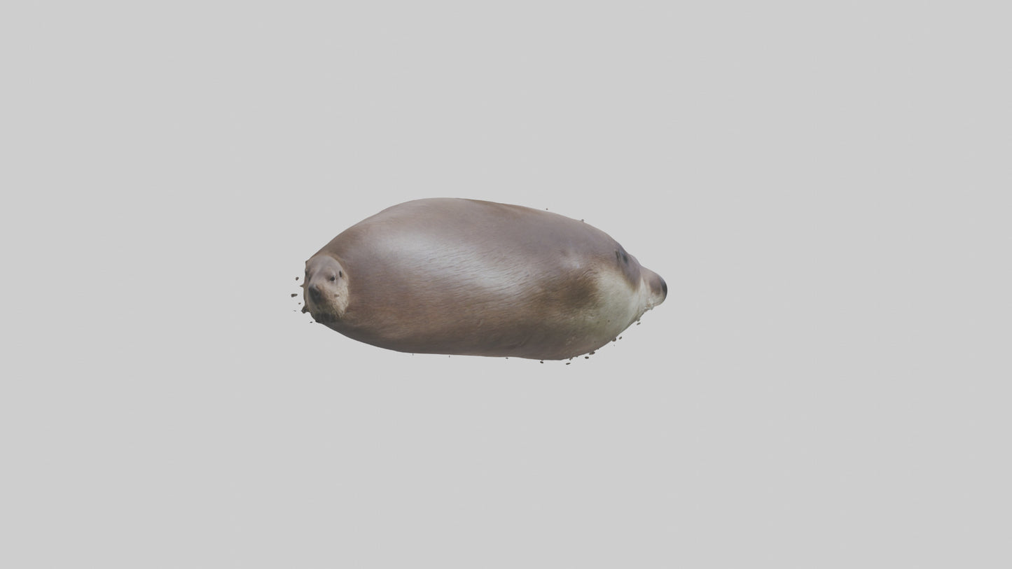 Otter Nose VR / AR / low-poly