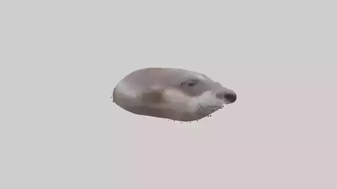 Otter Nose VR / AR / low-poly