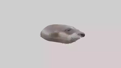 Otter Nose VR / AR / low-poly