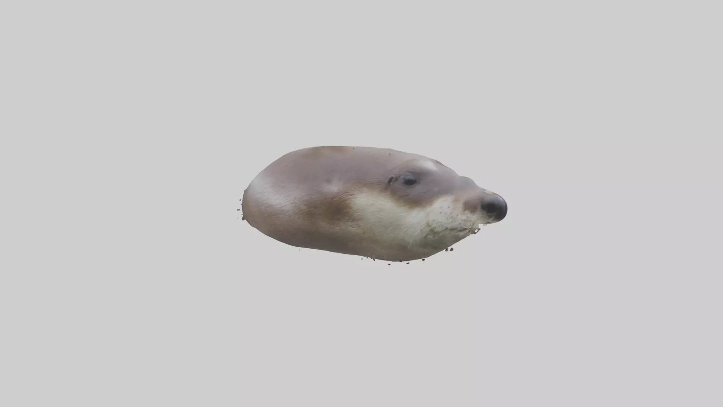 Otter Nose VR / AR / low-poly