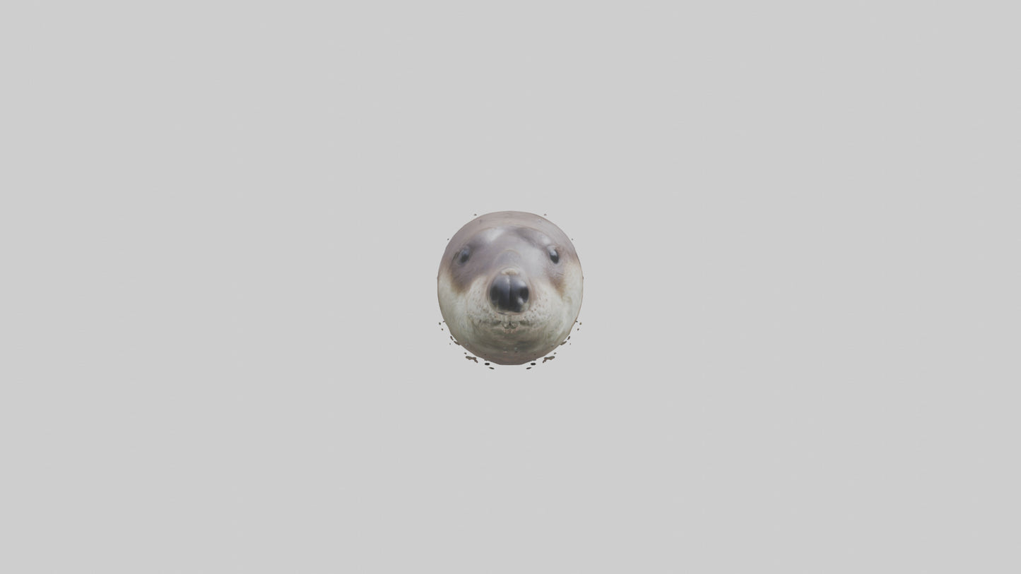 Otter Nose VR / AR / low-poly