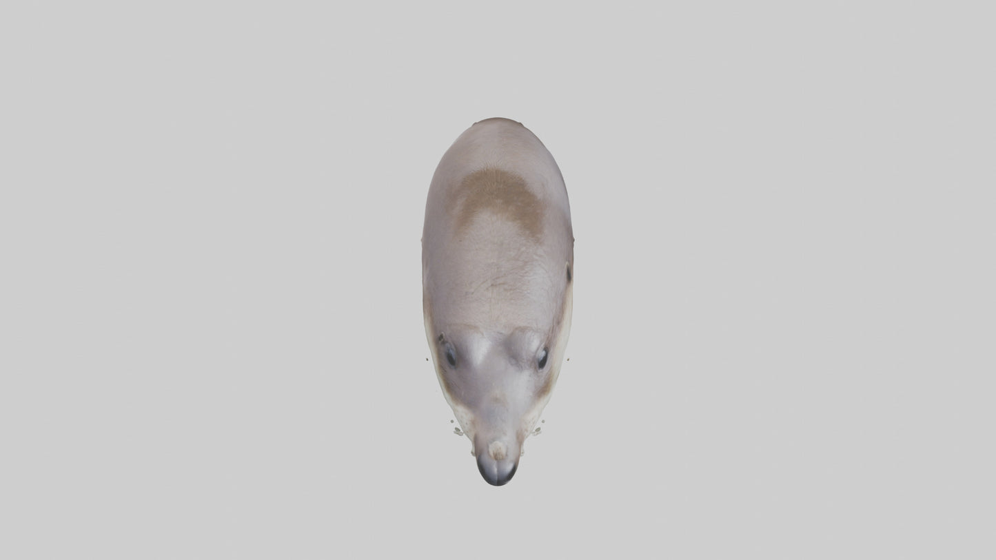 Otter Nose VR / AR / low-poly