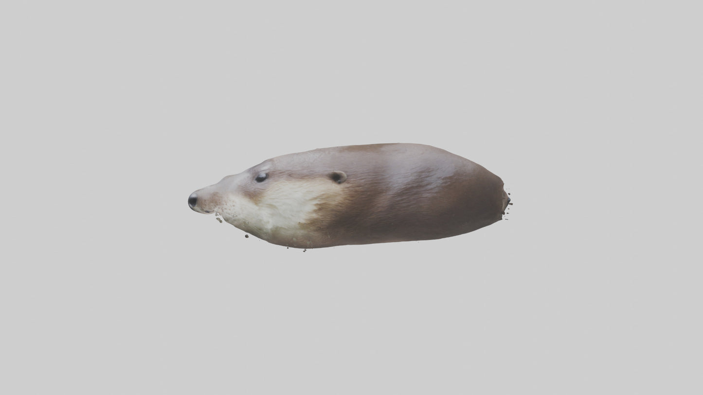 Otter Nose VR / AR / low-poly