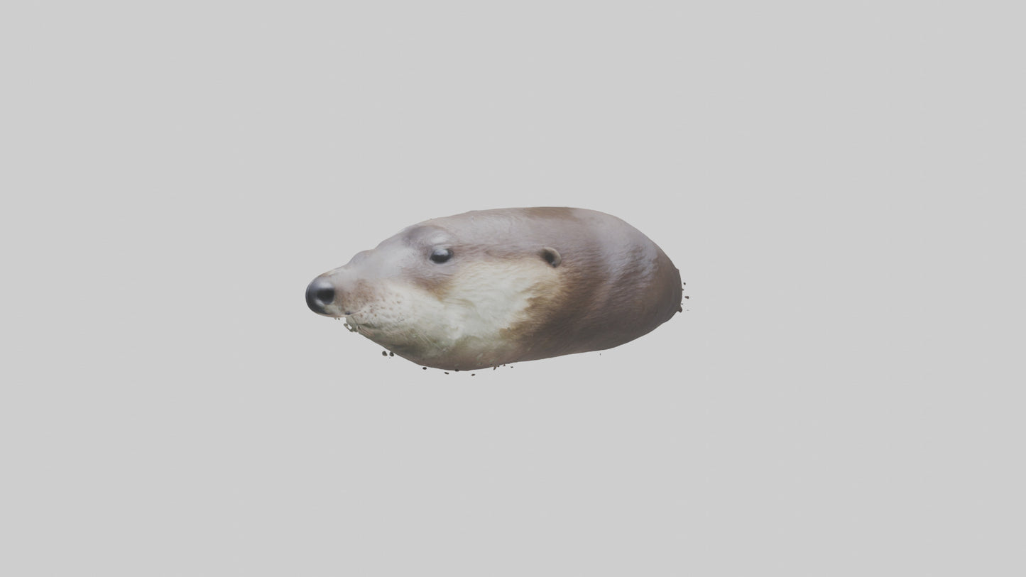 Otter Nose VR / AR / low-poly