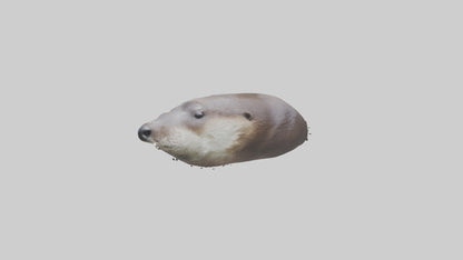 Otter Nose VR / AR / low-poly
