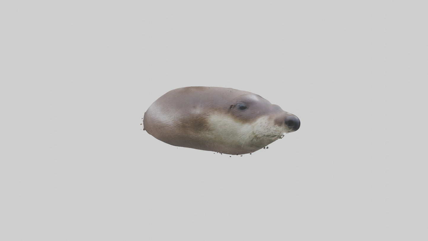 Otter Nose VR / AR / low-poly