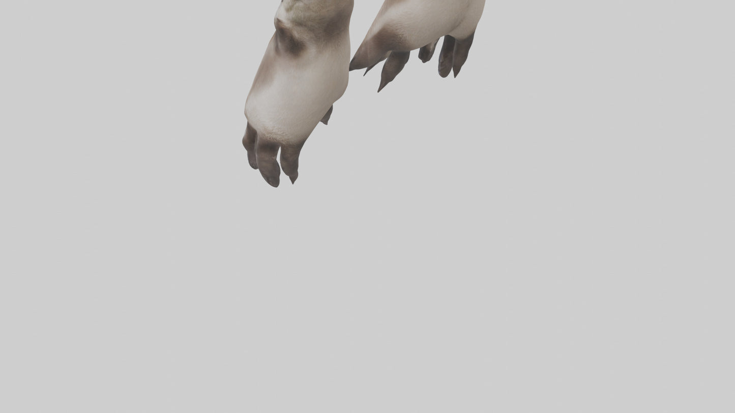 3D model Otter Paws VR / AR / low-poly