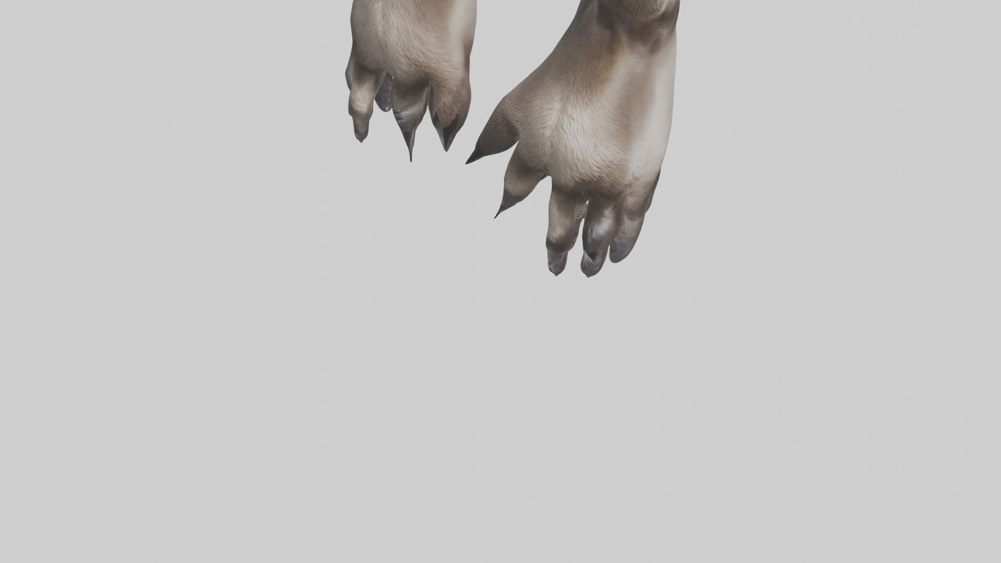 3D model Otter Paws VR / AR / low-poly