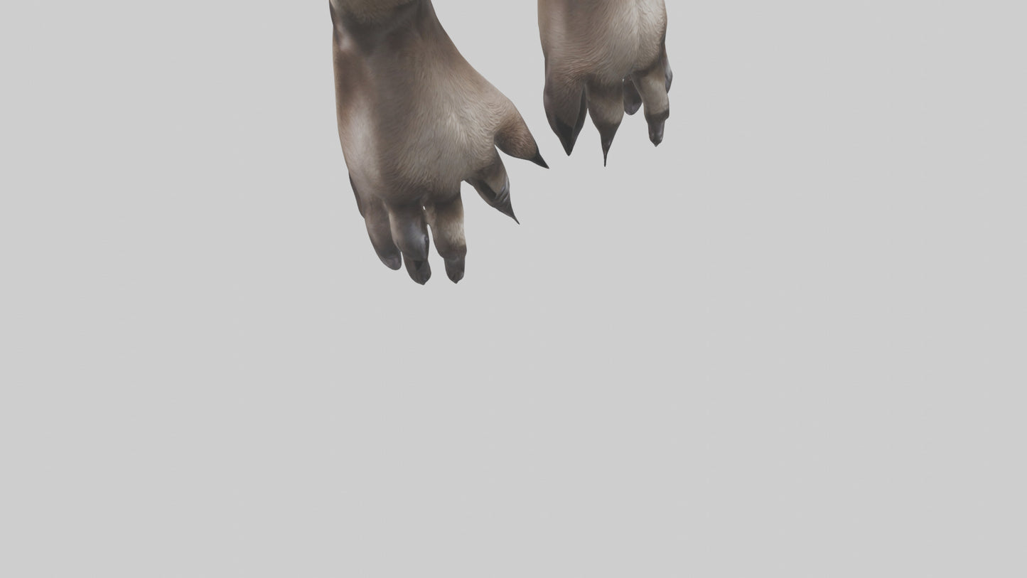 3D model Otter Paws VR / AR / low-poly