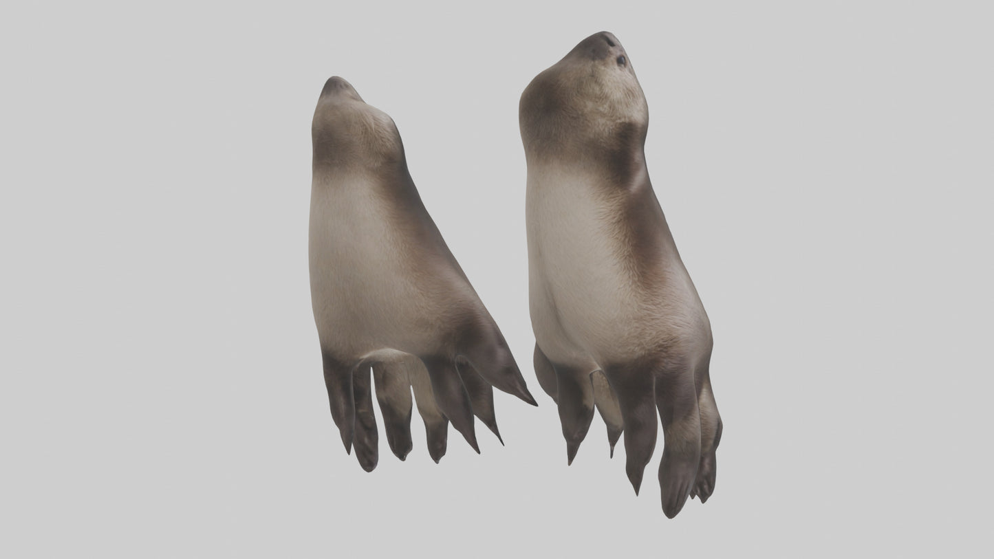 3D model Otter Paws VR / AR / low-poly
