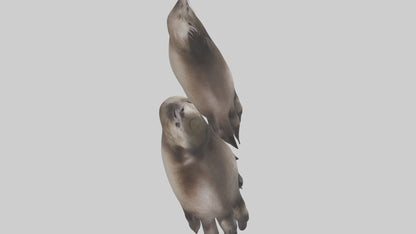 3D model Otter Paws VR / AR / low-poly