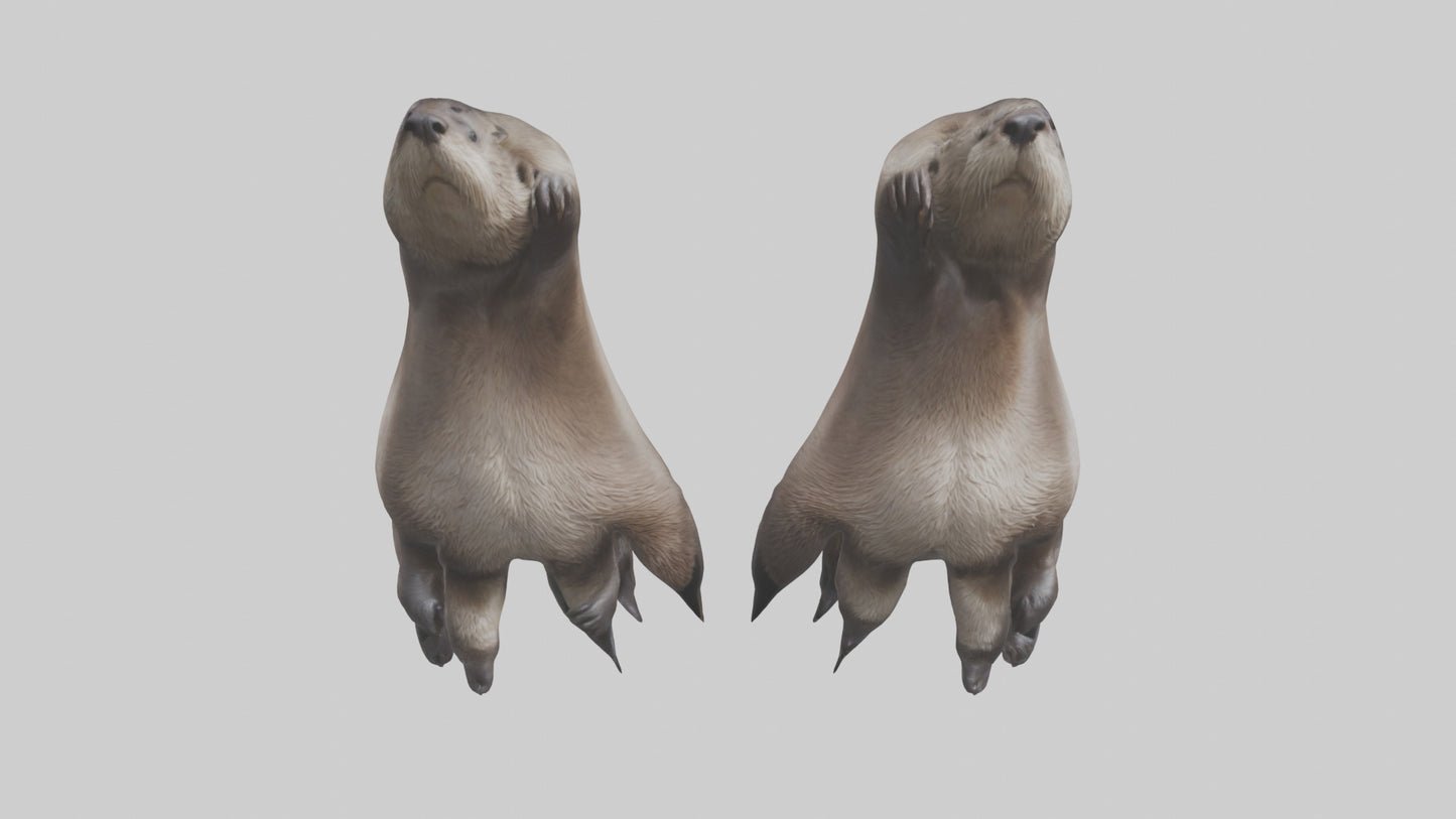 3D model Otter Paws VR / AR / low-poly