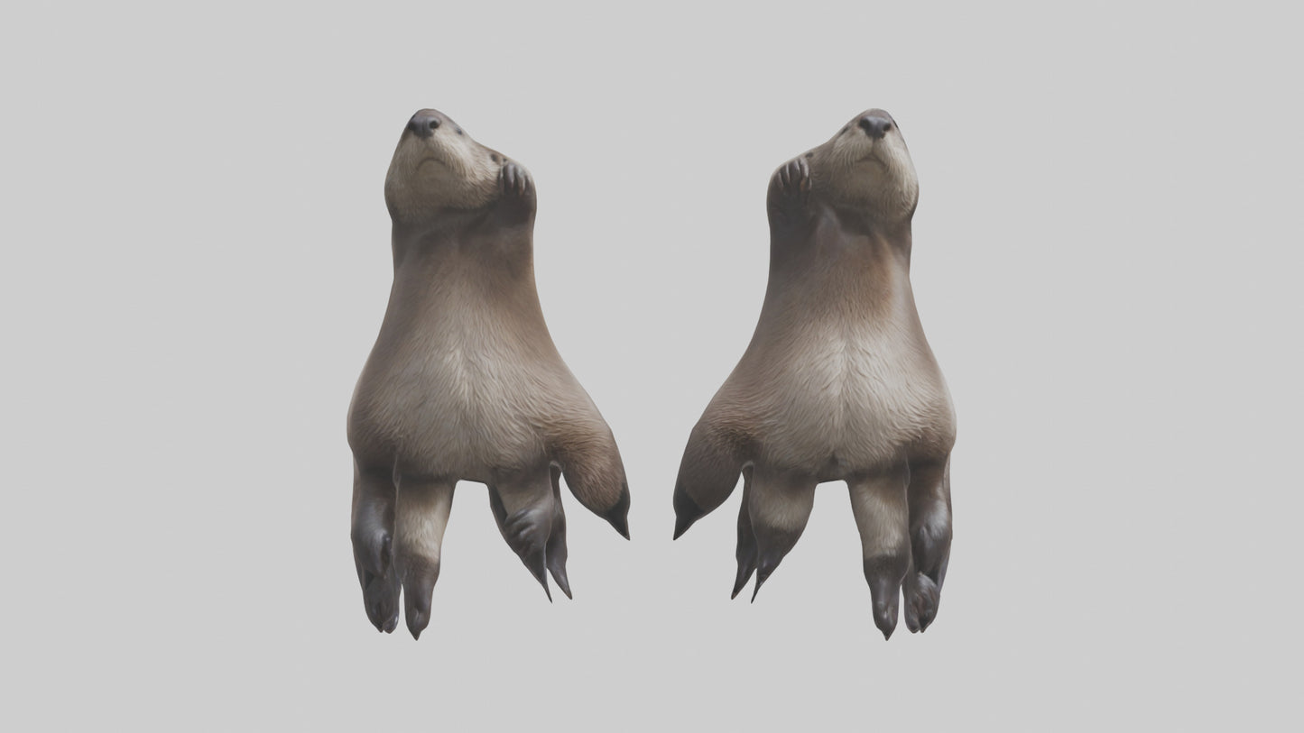 3D model Otter Paws VR / AR / low-poly