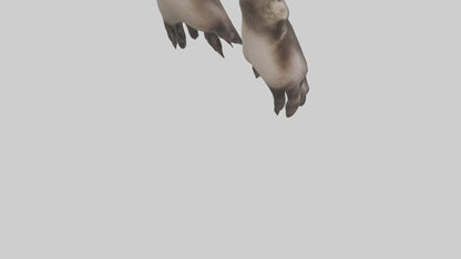 3D model Otter Paws VR / AR / low-poly