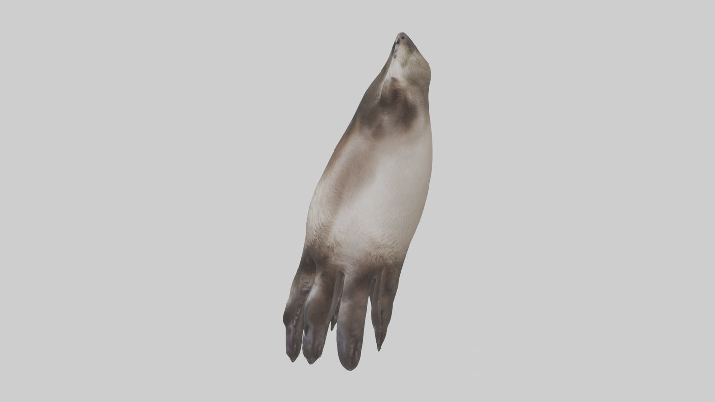 3D model Otter Paws VR / AR / low-poly