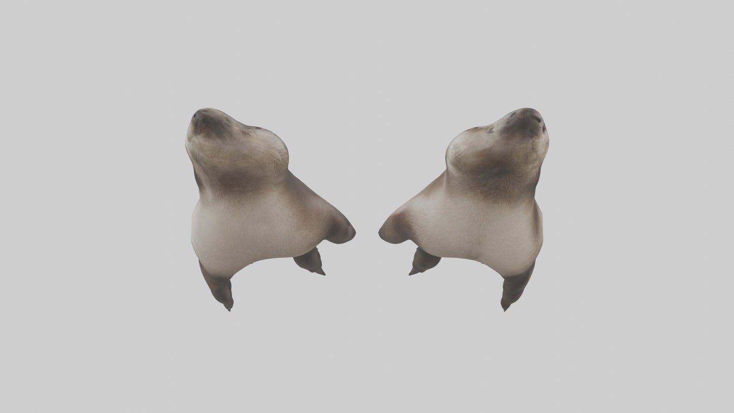 3D model Otter Paws VR / AR / low-poly