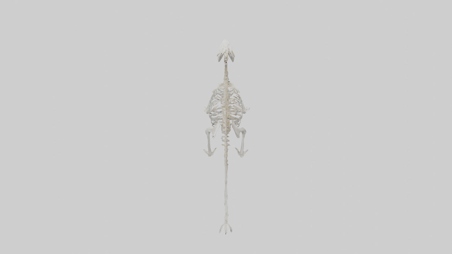 3D model Otter Skeleton model VR / AR / low-poly