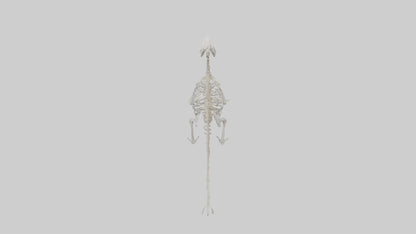 3D model Otter Skeleton model VR / AR / low-poly