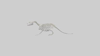 3D model Otter Skeleton model VR / AR / low-poly