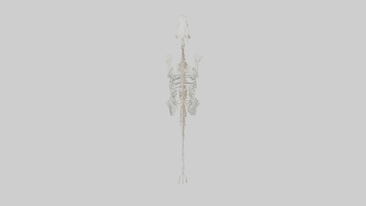 3D model Otter Skeleton model VR / AR / low-poly