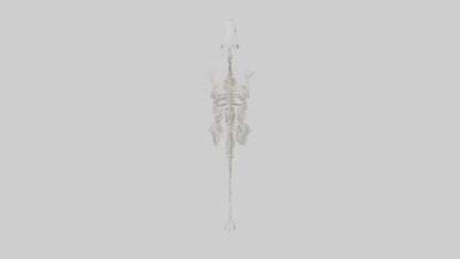 3D model Otter Skeleton model VR / AR / low-poly