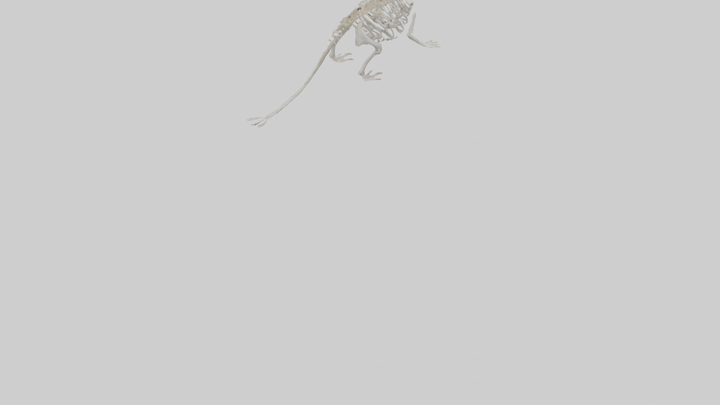 3D model Otter Skeleton model VR / AR / low-poly