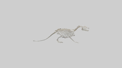 3D model Otter Skeleton model VR / AR / low-poly
