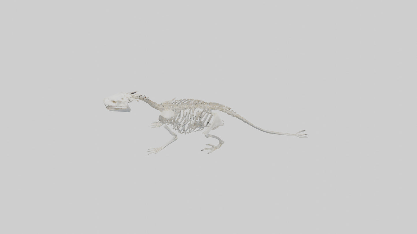 3D model Otter Skeleton model VR / AR / low-poly