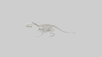 3D model Otter Skeleton model VR / AR / low-poly