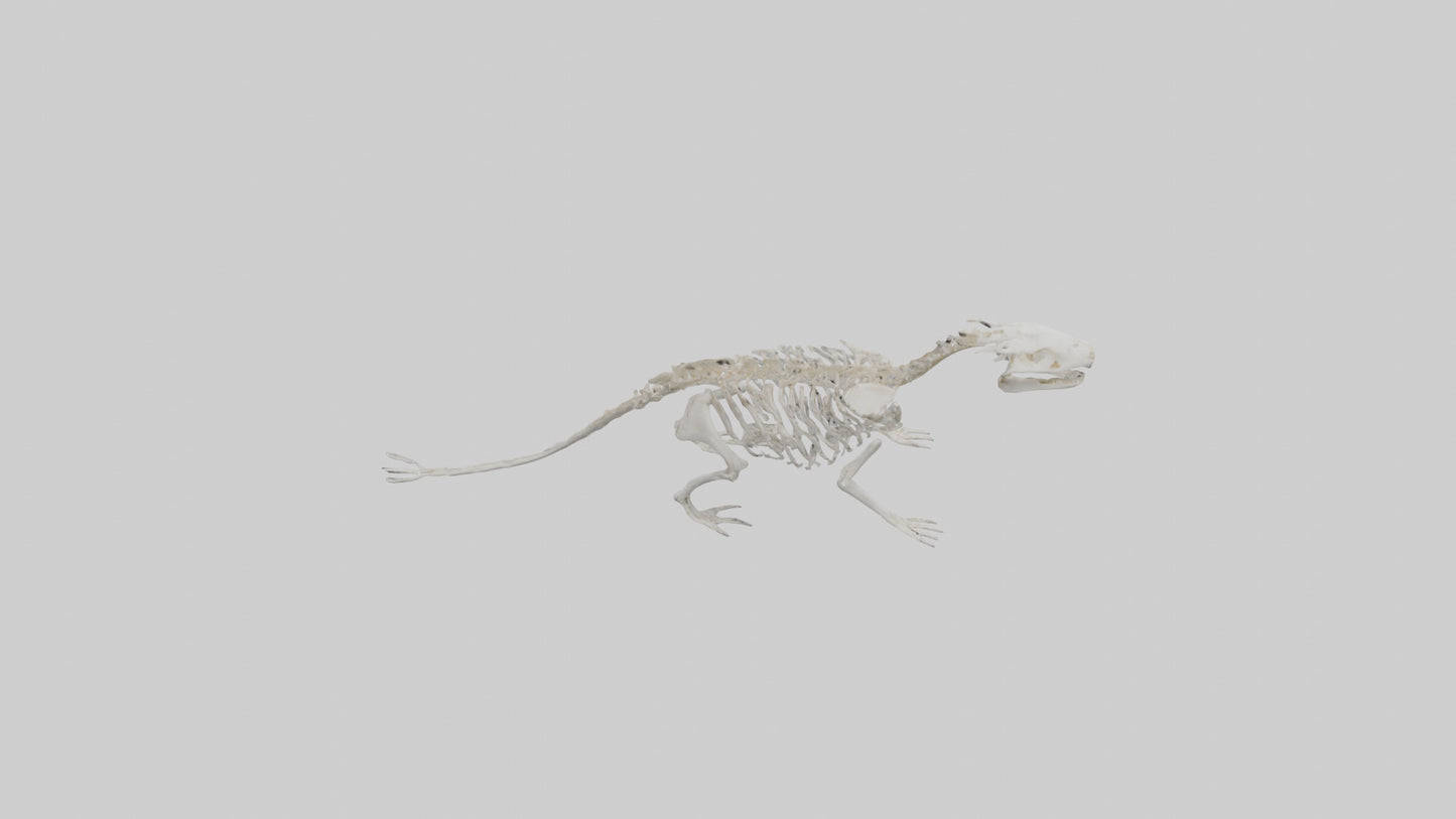 3D model Otter Skeleton model VR / AR / low-poly