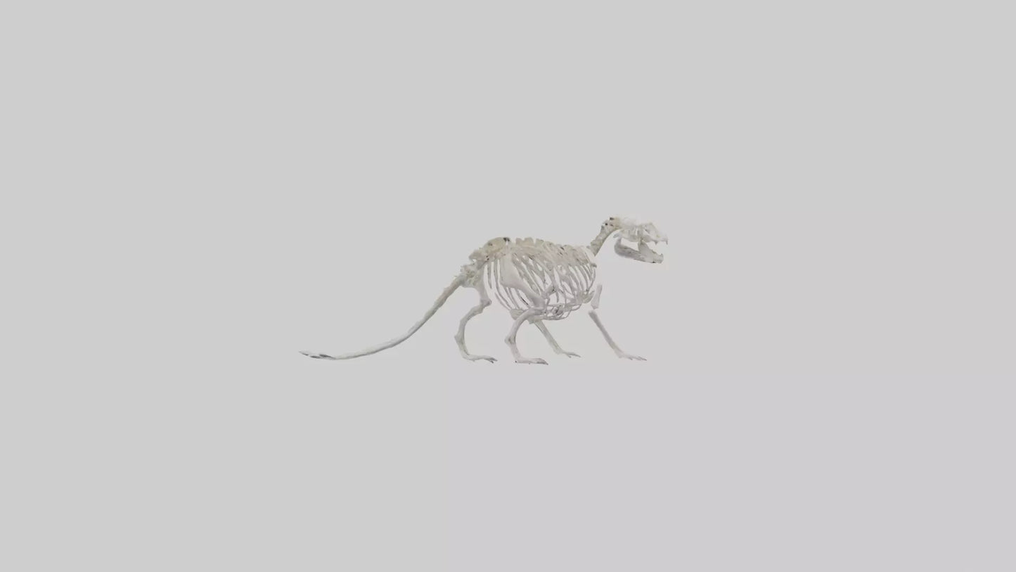 3D model Otter Skeleton model VR / AR / low-poly