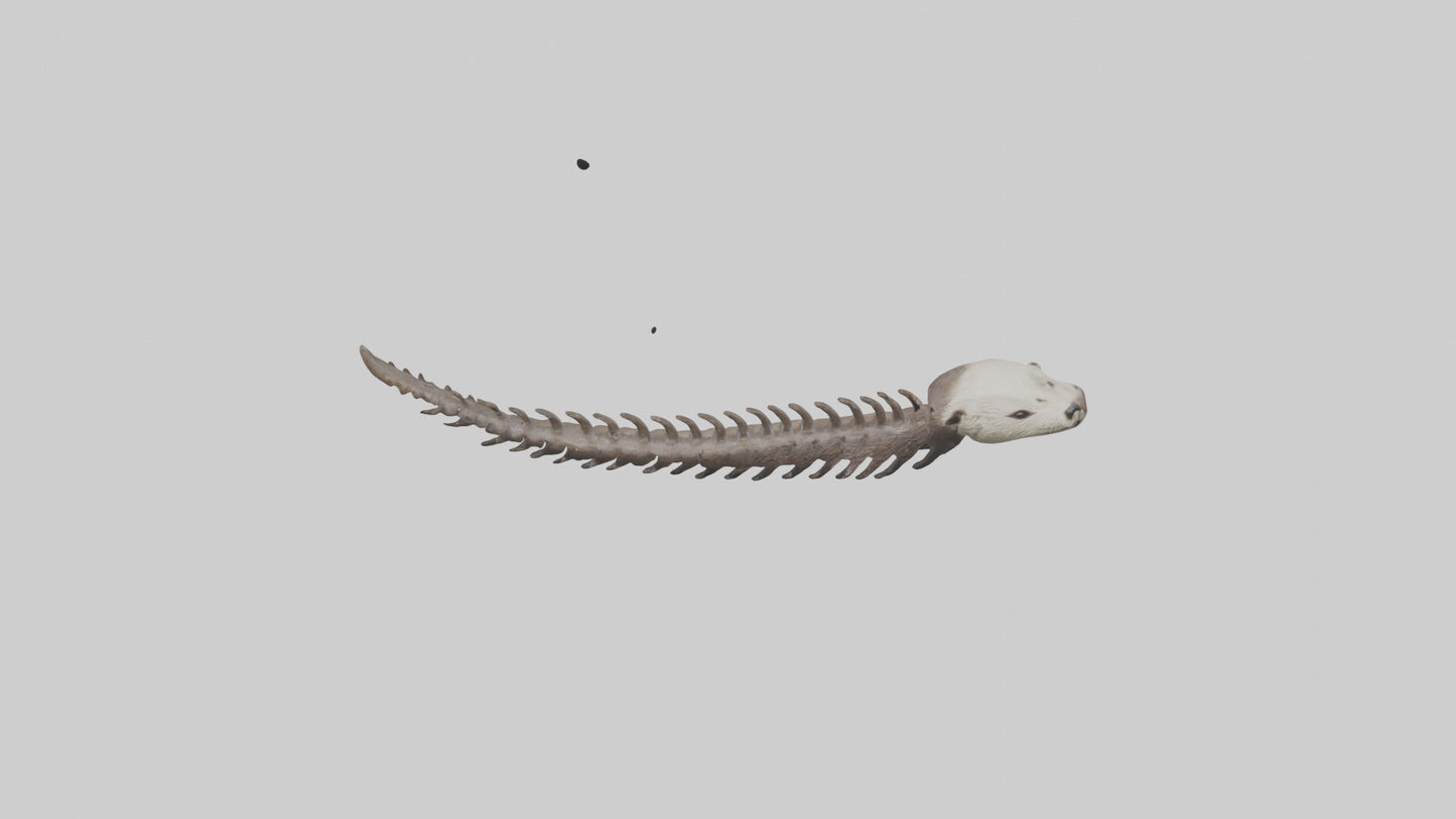3D model Otter Spine VR / AR / low-poly