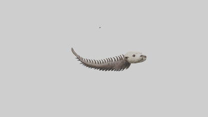 3D model Otter Spine VR / AR / low-poly