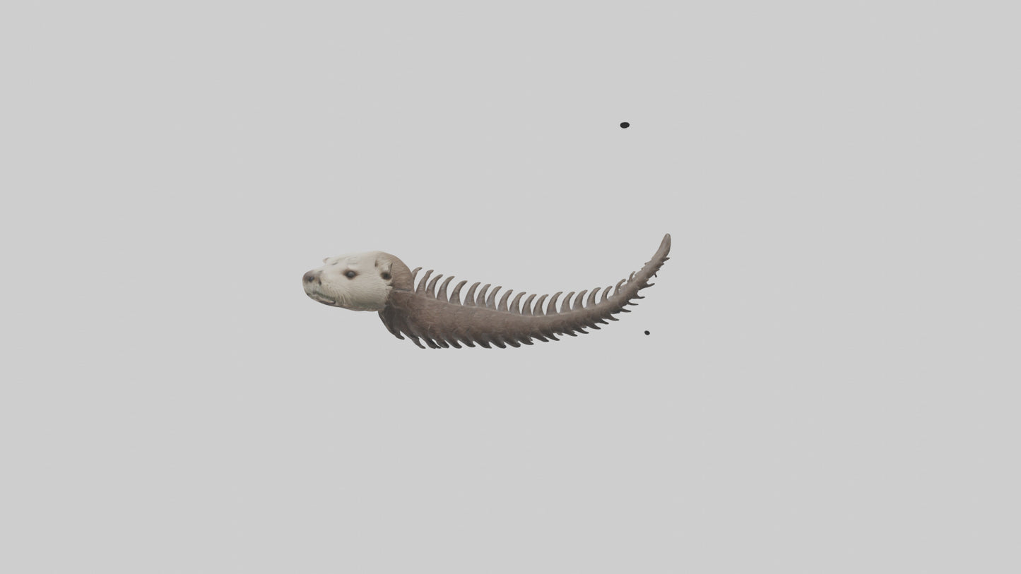 3D model Otter Spine VR / AR / low-poly