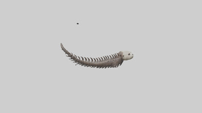 3D model Otter Spine VR / AR / low-poly