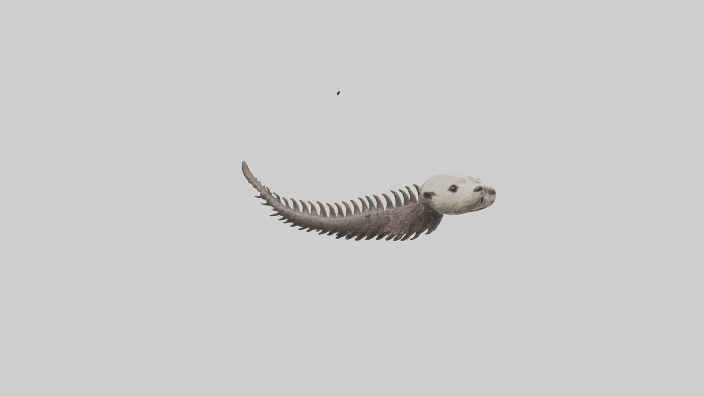 3D model Otter Spine VR / AR / low-poly