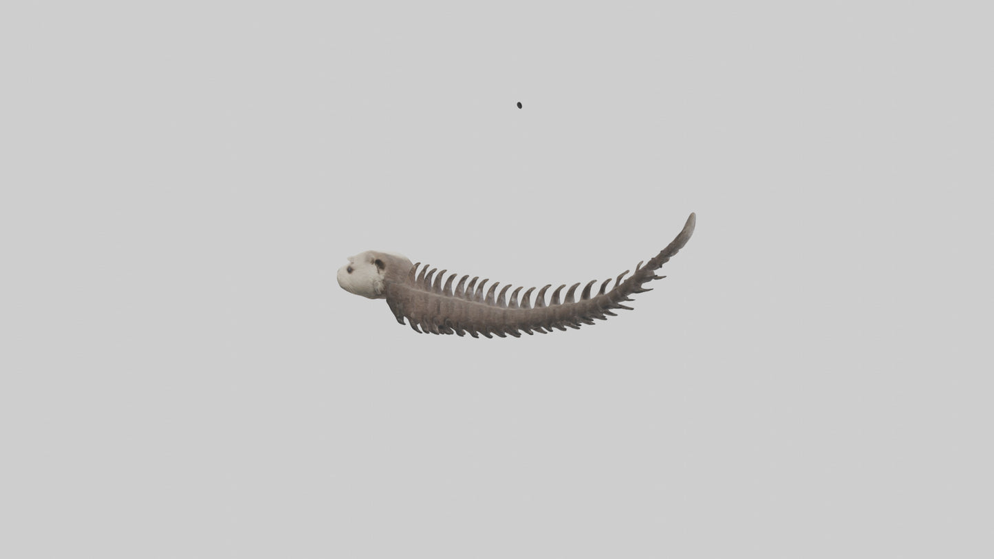 3D model Otter Spine VR / AR / low-poly
