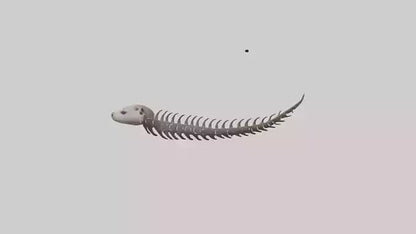 3D model Otter Spine VR / AR / low-poly