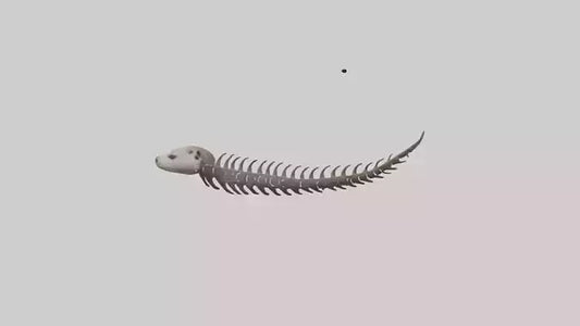 3D model Otter Spine VR / AR / low-poly