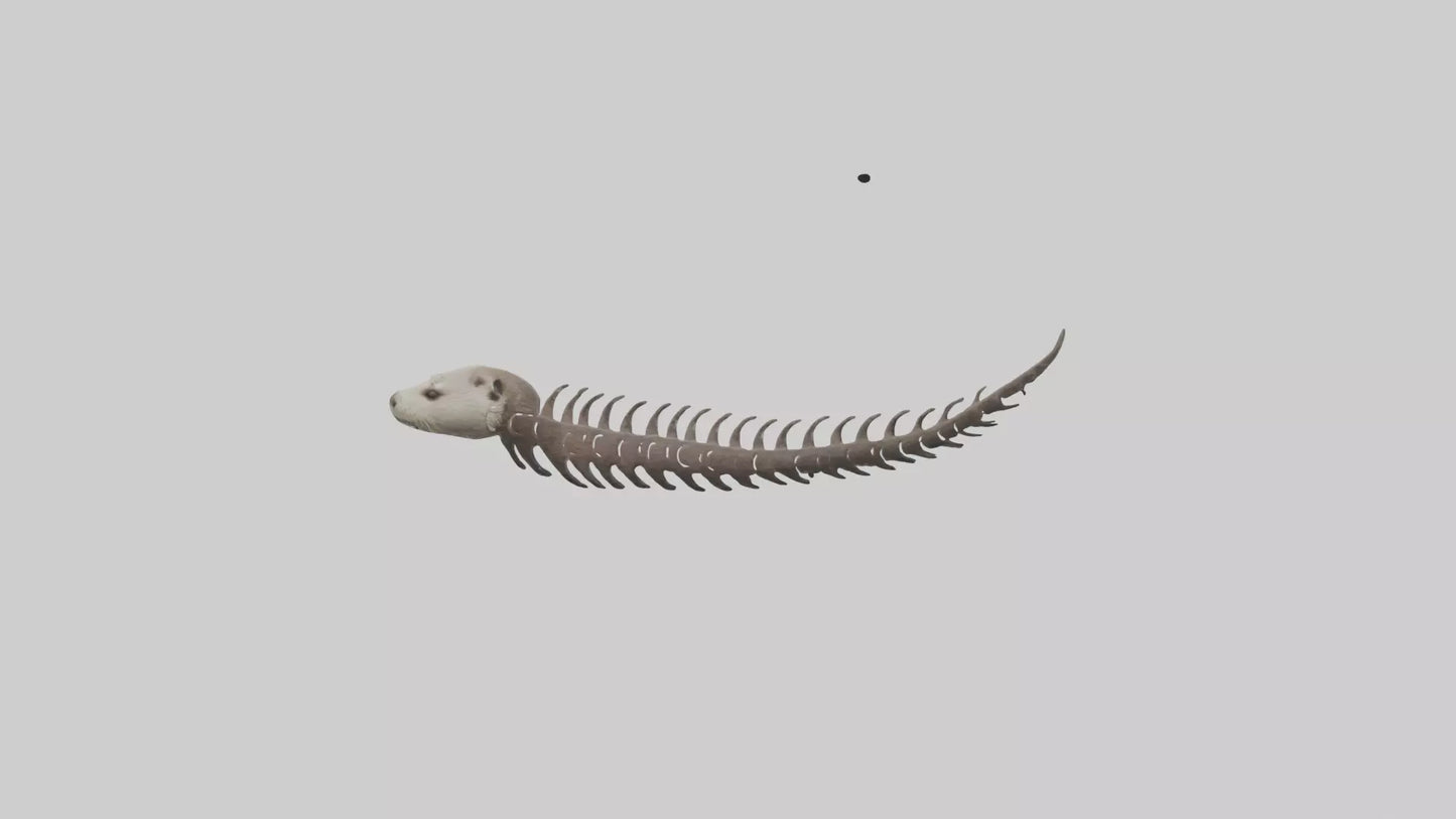 3D model Otter Spine VR / AR / low-poly