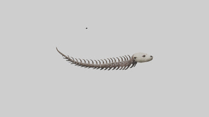 3D model Otter Spine VR / AR / low-poly