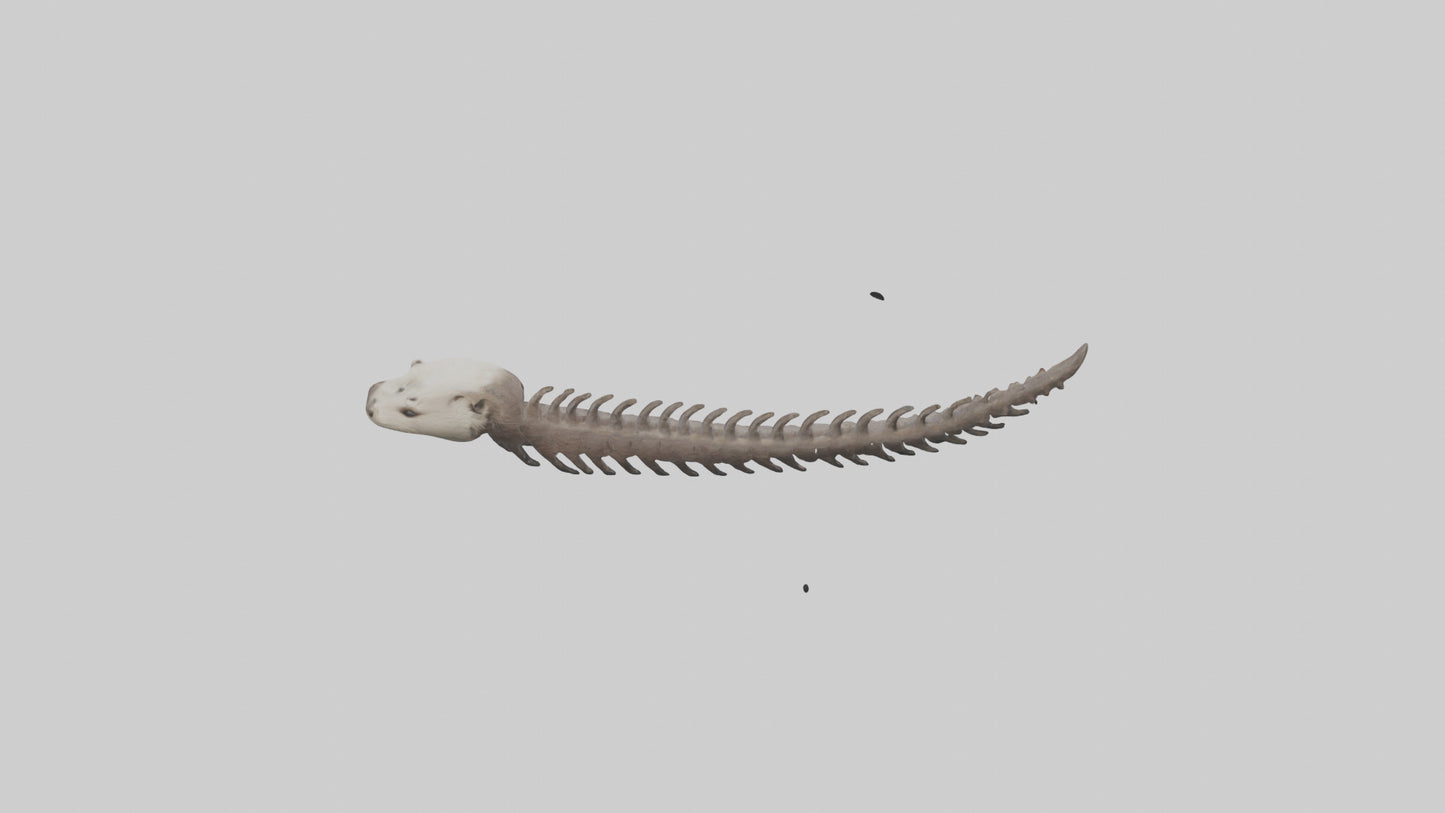 3D model Otter Spine VR / AR / low-poly