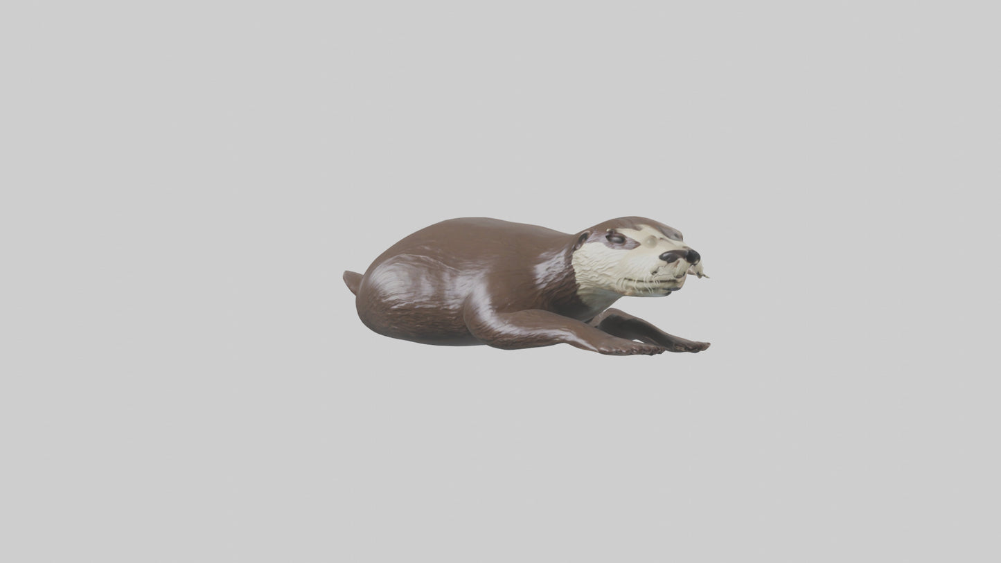 Otter swimming model VR / AR / low-poly