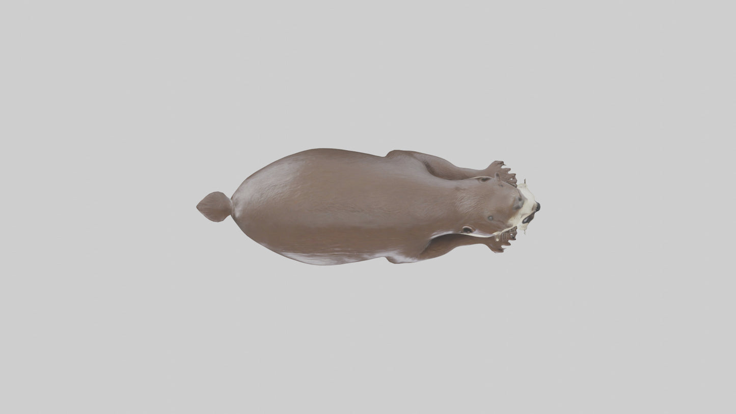 Otter swimming model VR / AR / low-poly